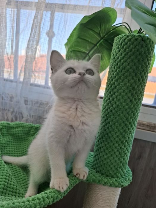 Femea british shorthair