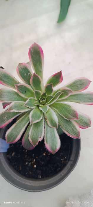 Suculentas pouco comuns