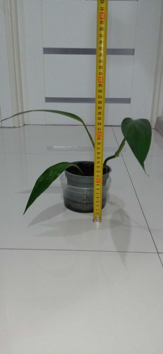 Sadzonka nr3 z doniczką epipremnum amplissimum