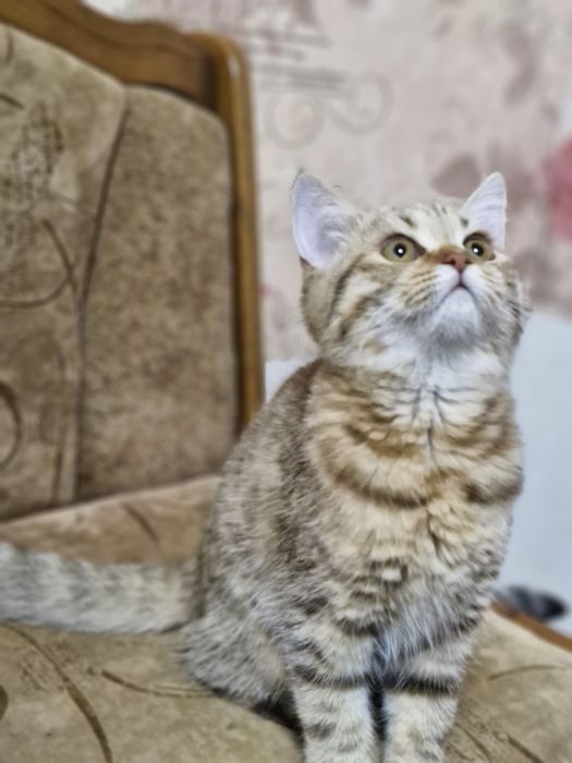 Шотландські котенята