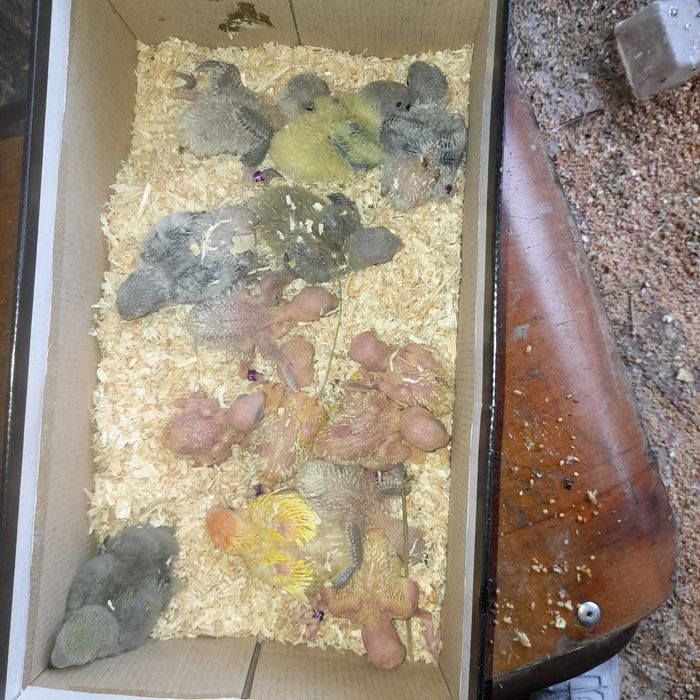 Vendo agapórnis de qualidade