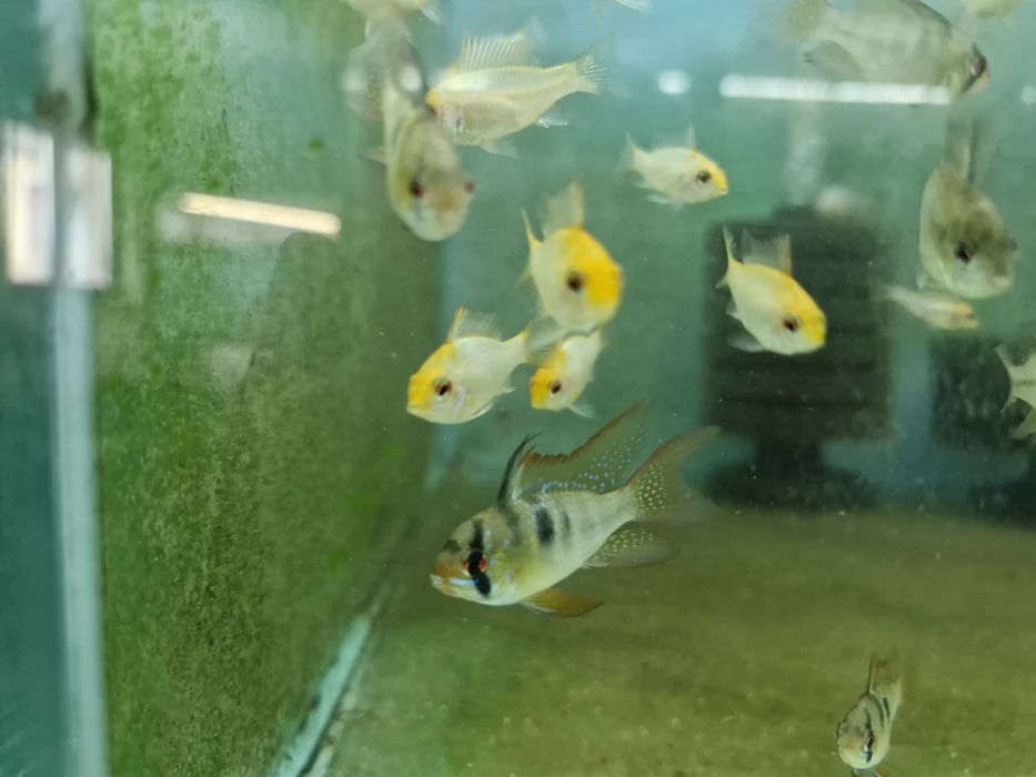 Ramirezi german long fin nacional