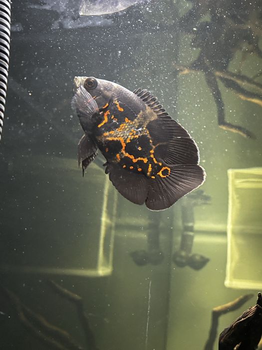 2 Oscares WILD 12/13cm