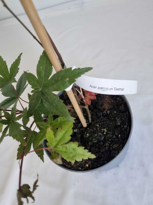 Bonsai Klon Palmowy Acer palmatum 'Deshojo' 50 cm Doniczka 2L