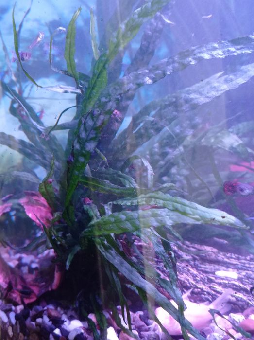 Акваріумні рослини