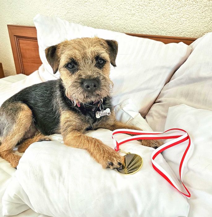 Border Terrier FCI, ZKwP - REZERWACJA - hodowla z miłością!