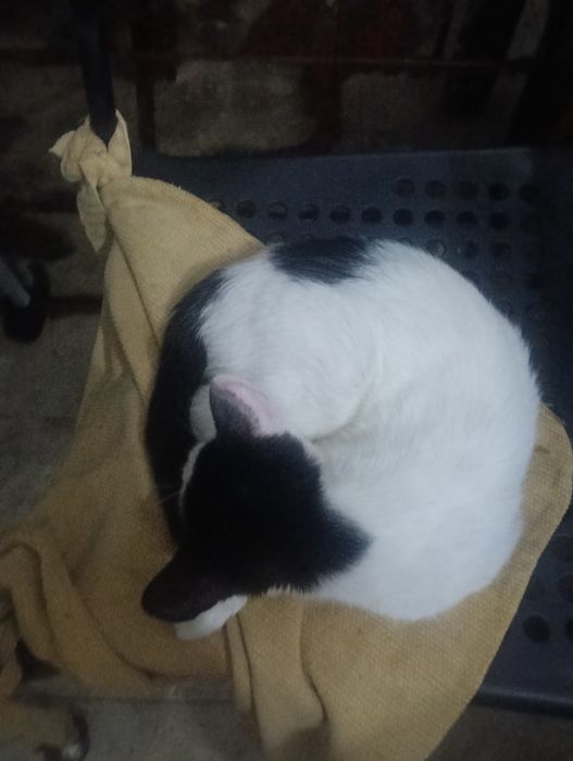 gatinhos com 3 meses