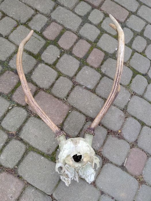 Wieniec jelenia z lasu