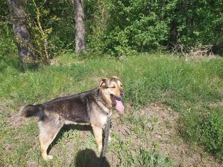 Bas-Baryton - pies nadzwyczajny w schronisku bez wolontariatu