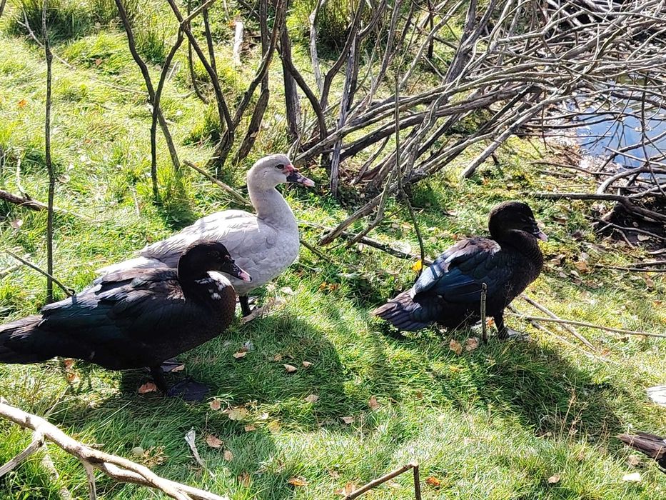 kaczory piżmowe jednolite