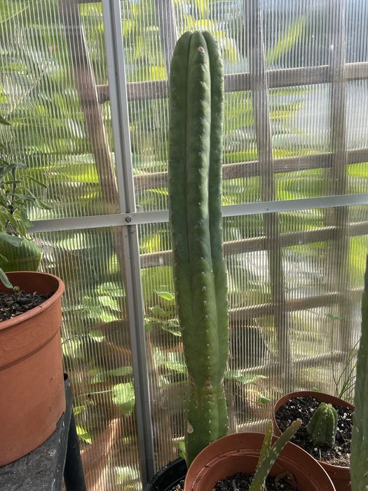 Cacto S. Pedro (Echinopsis Pachanoi)