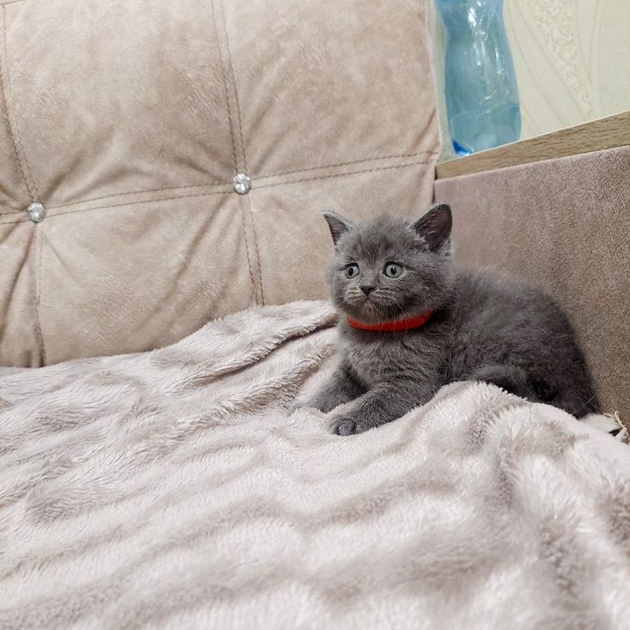 Британська голуба дівчинка