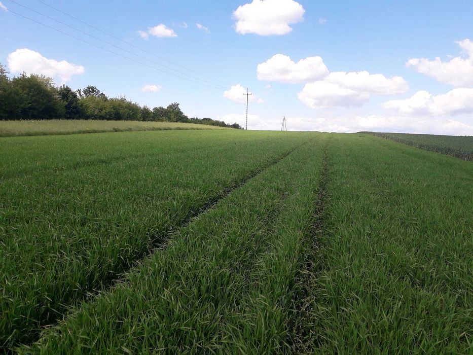 Jęczmień jary 1 rok po centrali