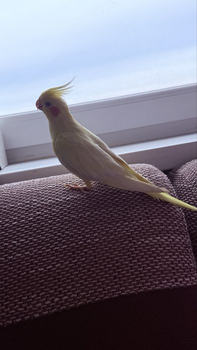 Oddam za darmo papugę Nimfe Rezerwacja