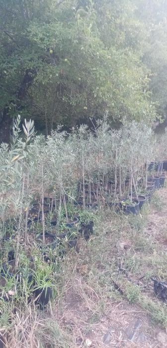 Oliveiras galegas baratas