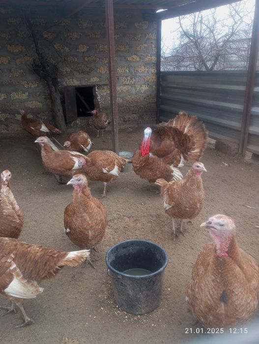 Інкубаційне яйце індиків породи БУРБОН .