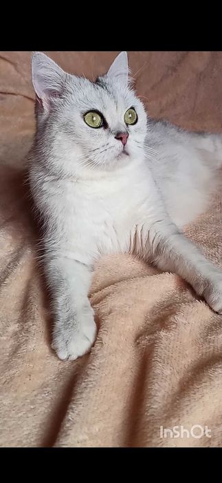 Шотландский котёнок