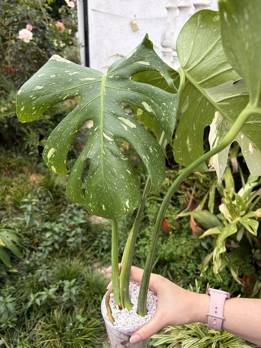 Monstera Thai Constelation
