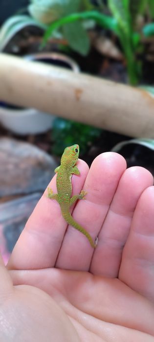 Gekon zielony Madagaskarski