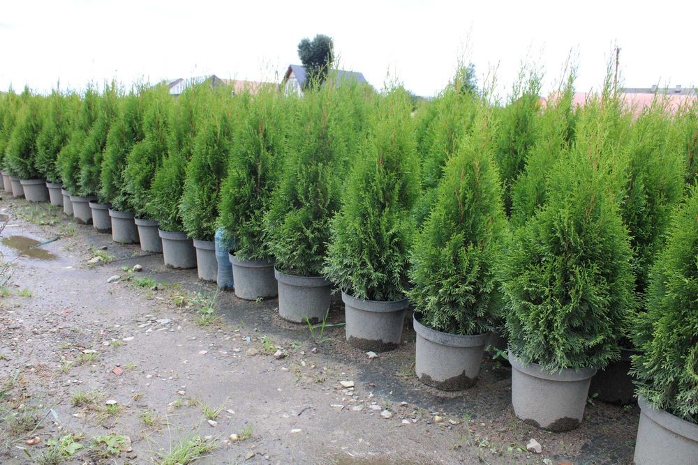 THUJA Szmaragd 120-140cm, doniczka 7,5/10L