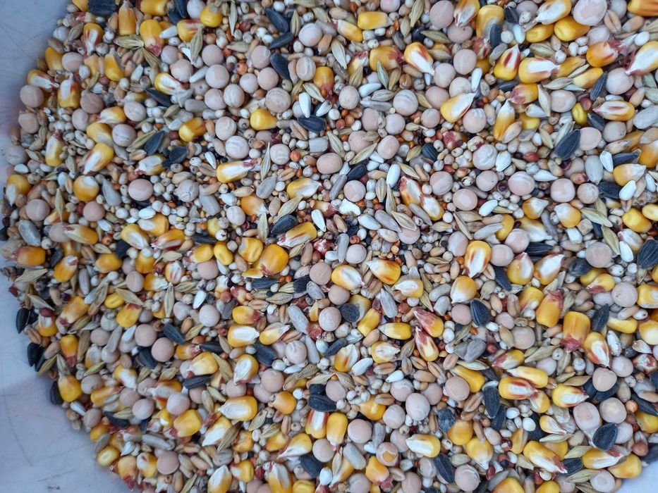 Корм для голубів