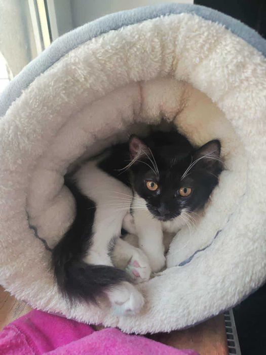 Rezolutna syberyjka Jasya szuka domu