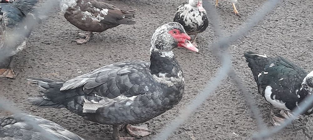 Інкубаційне яйце мускусна качка важка лінія