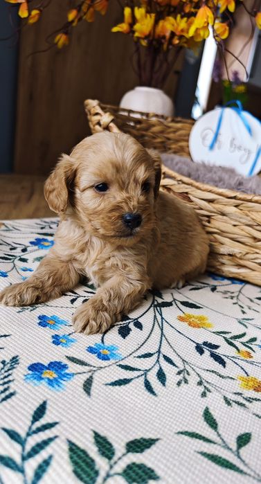 REZERWACJA**Cockapoo** uroczy piesek !