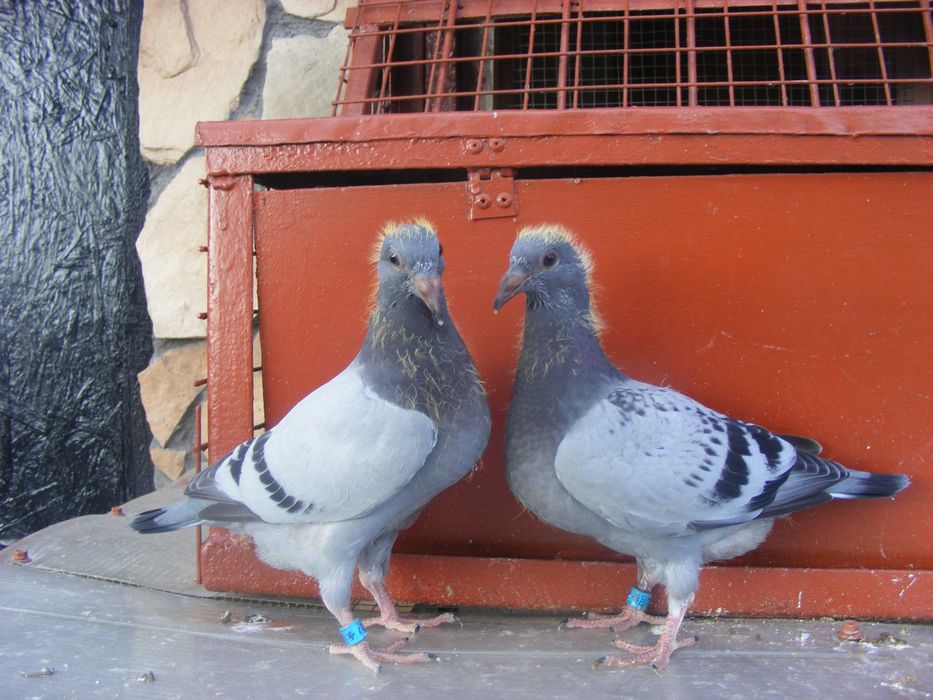 golebie pocztowe