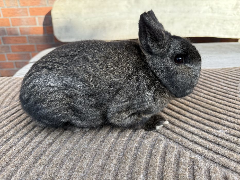 Karzelek żelazisty samiec