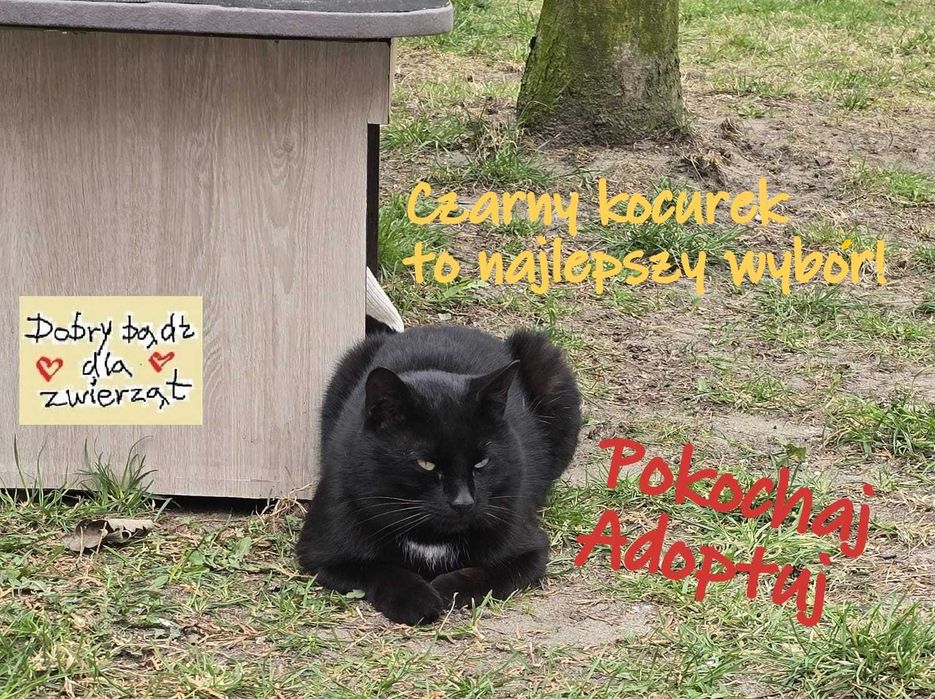 < 3  Gucio – kot, który patrzy w serce  < 3