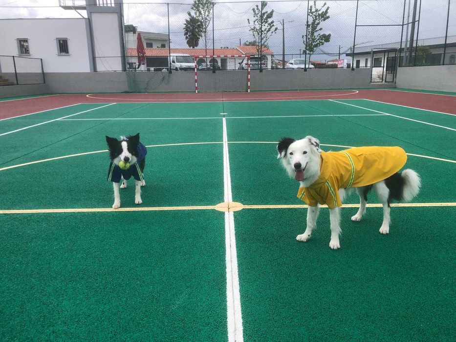 Dog Walking | Pet Sitting | Passear cães | Dogwalker | Almada