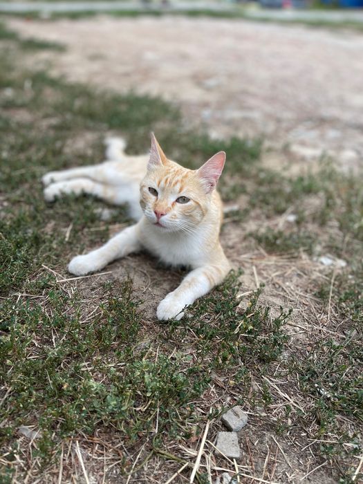 Котята котенок отдам котик подросток