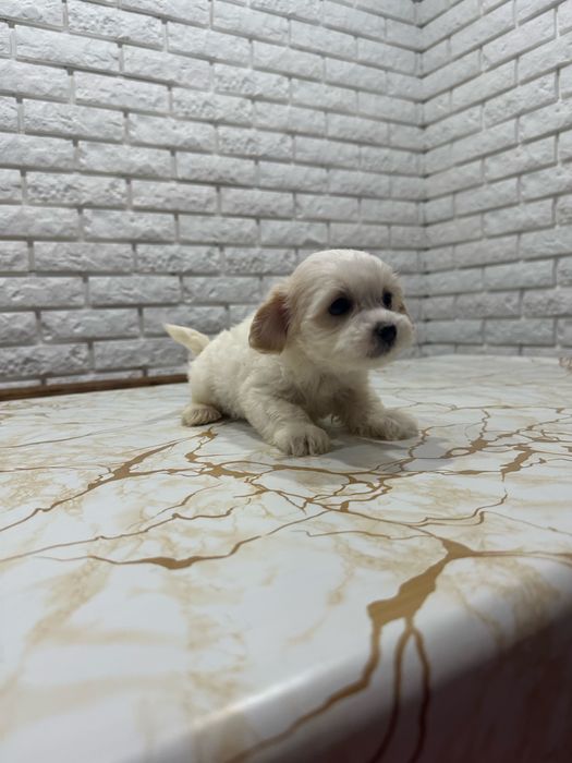 Ексклюзивні міні цуценята мальтіпу ф1 з BABY FACE.