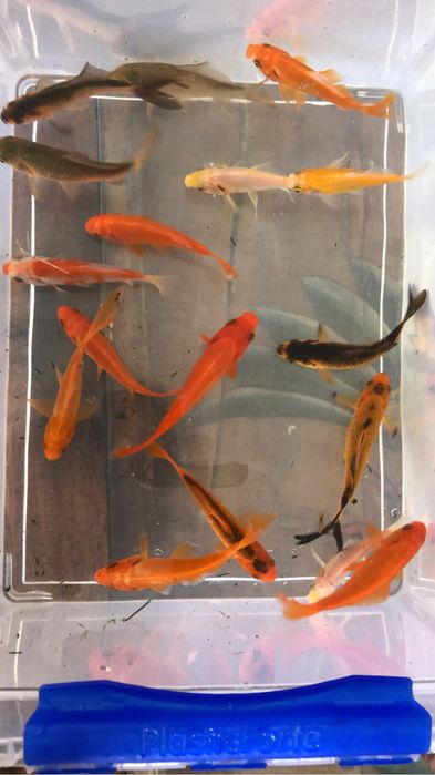 Carpas de varios tamanhos