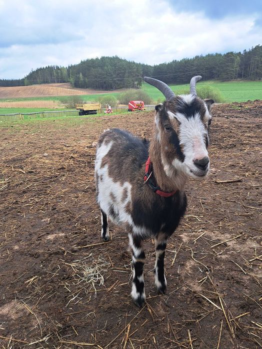 Młode kózki na sprzedaż