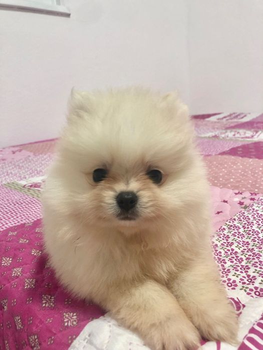 Fêmea Lulu da Pomerânia