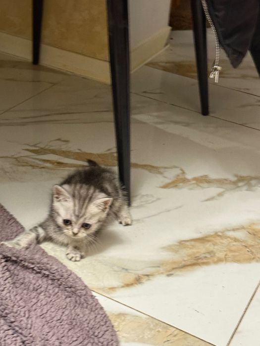 Шотландські кошенята