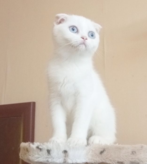 Чудові кошенята. Хлопчики і дівчатка