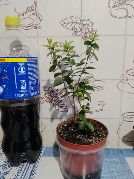 Мирт вариегатный