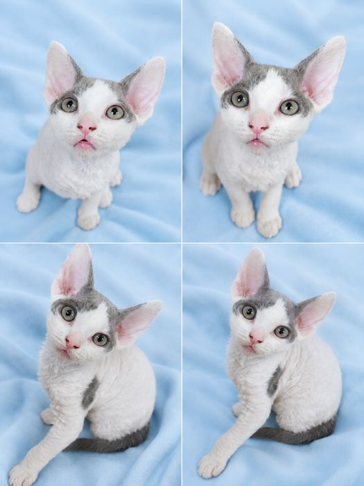Kocurek Devon Rex