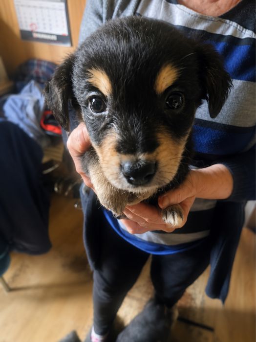 Szczeniaki do adopcji
