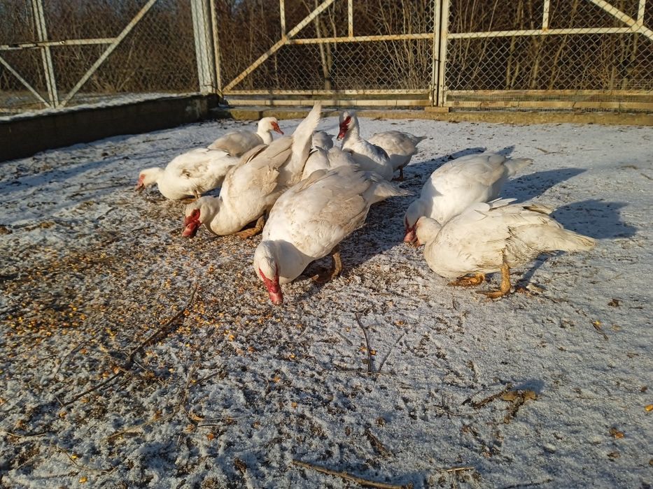 Продам інкубаційне яйце білих мускусів