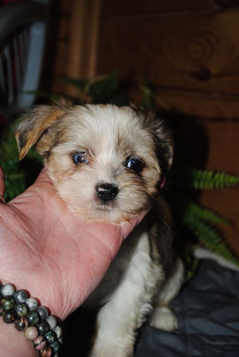 Малеча з блакитними очима. Срочно