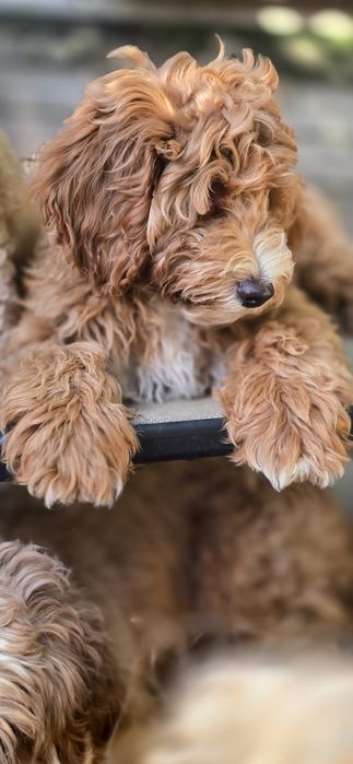 Cockapoo / chłopczyk