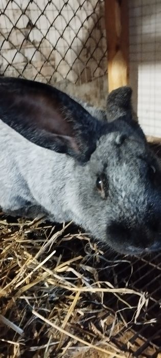 Полтавське срібло