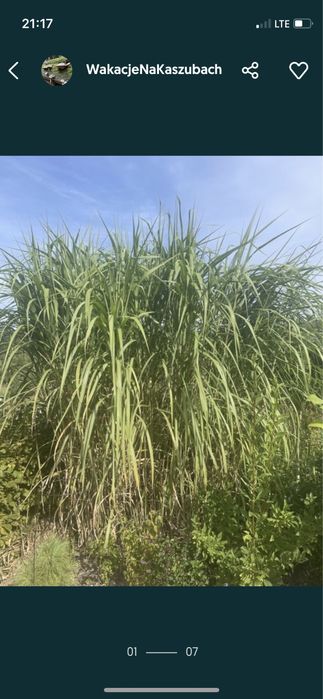 Mislamty byliny trawa wysoka do 3-4 m