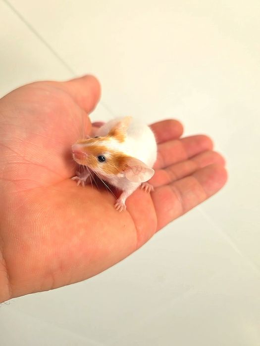 Sprzedam myszy rasowe różnych odmian