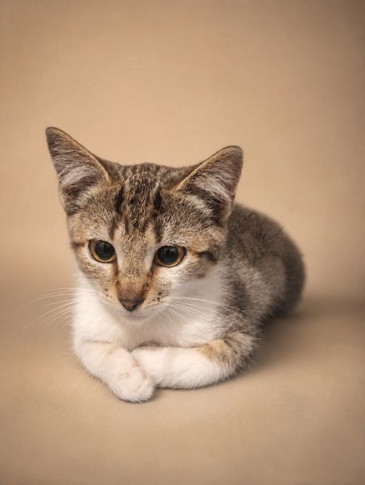 Кошечка 3 мес Пенни
