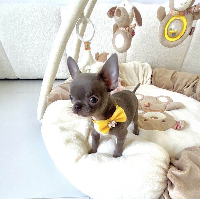 Chihuahua piękna liliowa suczka zarezerwowana